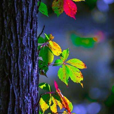 捕鱼达人2 1.3.6安卓版下载